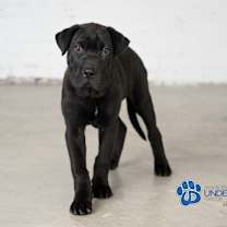 Thumbnail photo of Yoru #2