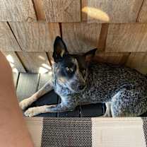 Thumbnail photo of Wrangler #2