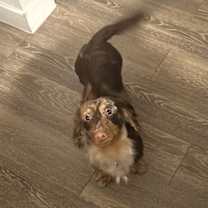 Thumbnail photo of Ollie #2