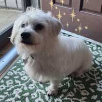 Thumbnail photo of Jingles #3