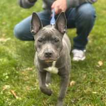 Thumbnail photo of Violet #4