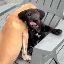 Thumbnail photo of Pierogi #4