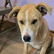 Thumbnail photo of Max Rez AZ #1