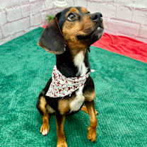 Thumbnail photo of Everly #4