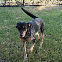 Thumbnail photo of Texa #4