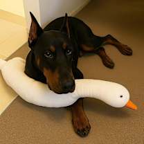 Thumbnail photo of Diesel #2