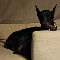 Thumbnail photo of Diesel #4