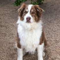 Thumbnail photo of BANDITT #4