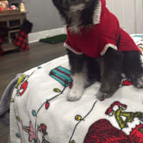 Thumbnail photo of Bruno #2