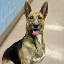 Thumbnail photo of Glimmer #4