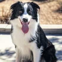 Thumbnail photo of LUFFY #2