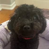 Thumbnail photo of Hercules #2