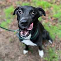 Thumbnail photo of Marley #3