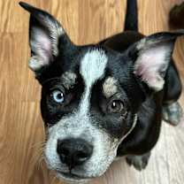 Thumbnail photo of Salem #1