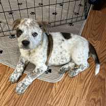 Thumbnail photo of Pugsley #4