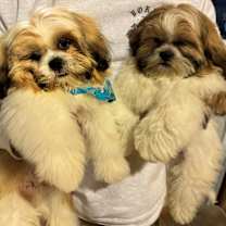 Thumbnail photo of Chewy & Bandit #3