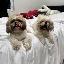 Thumbnail photo of Chewy & Bandit #4