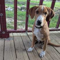 Thumbnail photo of Teddy #2