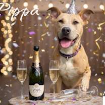 Thumbnail photo of Pippa #1