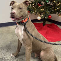 Thumbnail photo of Xena #2