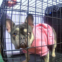 Thumbnail photo of Leia #1