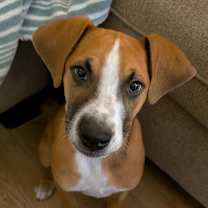 Thumbnail photo of Albus  #1