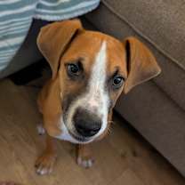 Thumbnail photo of Albus  #2