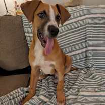 Thumbnail photo of Albus  #3