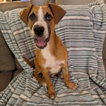 Thumbnail photo of Albus  #4