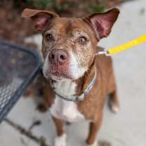 Thumbnail photo of Callie #4