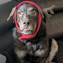 Thumbnail photo of Coco #4