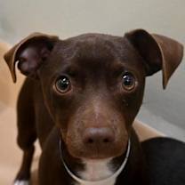 Thumbnail photo of Snickerdoodle #2