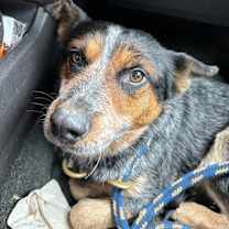 Thumbnail photo of Cowboy #1