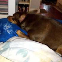 Thumbnail photo of Rudy #2