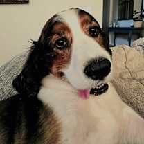 Thumbnail photo of Duke #1