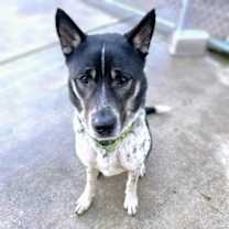 Thumbnail photo of Daphne #1