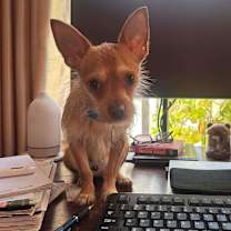 Thumbnail photo of Eeyore #1