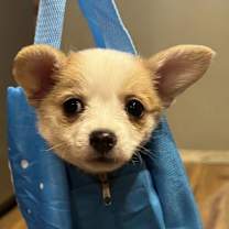 Thumbnail photo of Gizmo #3