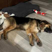 Thumbnail photo of Jordy #3