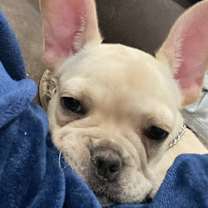 Thumbnail photo of Frankie #2