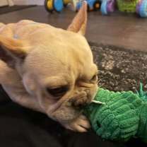 Thumbnail photo of Frankie #4