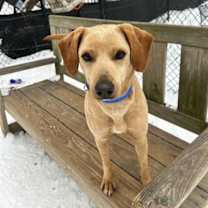 Thumbnail photo of Blondie #1