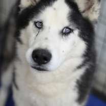 Thumbnail photo of Orion #1