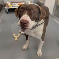 Thumbnail photo of Macarena #3