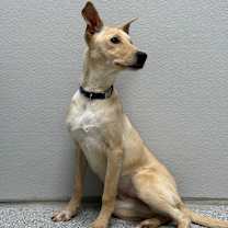 Thumbnail photo of Nori #4