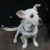 Thumbnail photo of Columbiana #2