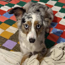 Thumbnail photo of Brier #3