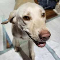 Thumbnail photo of Scooby Doo Girls - Daphne #4