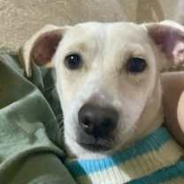 Thumbnail photo of Banana #3