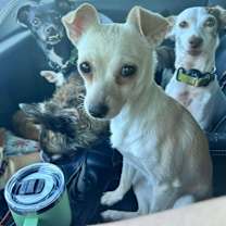 Thumbnail photo of French Fry #1